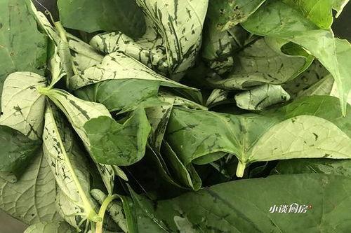 红薯瓜叶怎么吃,探索家常食谱新选择