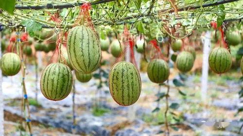 湖头吃瓜,一场别开生面的吃瓜盛宴