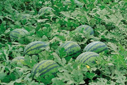 东明吃瓜好去处,吃瓜好去处大盘点