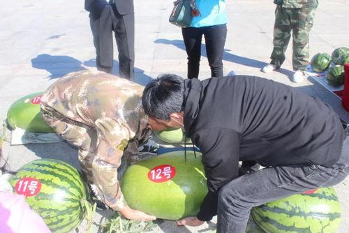 吃瓜称重,揭秘瓜果市场的秘密