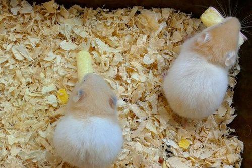 梨瓜仓鼠可以吃吗有毒吗,有毒与否揭秘