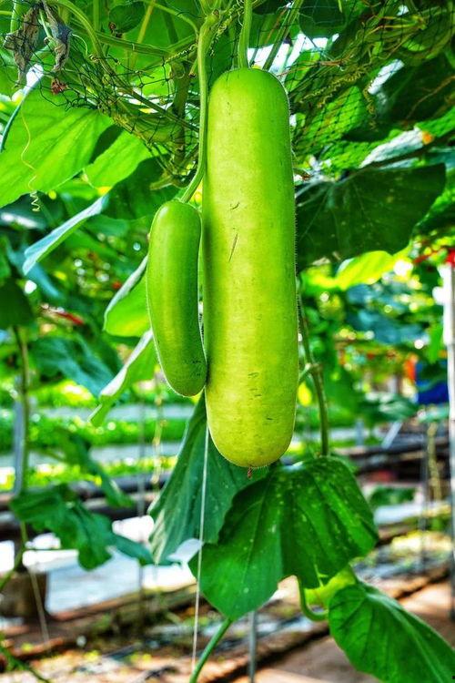 瓠瓜吃,探寻家常与创新的完美融合