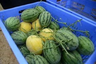 程女士吃瓜群,揭秘娱乐圈幕后故事