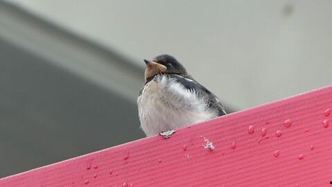 吃瓜的白鸟,揭秘娱乐圈的幕后故事