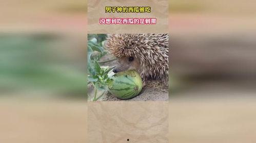 刺猬会吃瓜,揭秘刺猬的独特饮食习惯