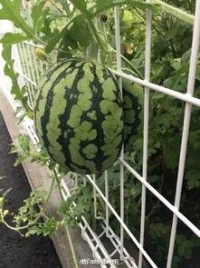 吃瓜快到碗里来,快到碗里来的瓜界狂欢