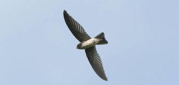 吃瓜圣体燕知,揭秘娱乐圈背后的秘密与真相