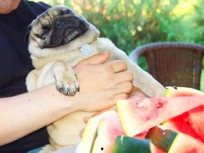 狼狗吃瓜,揭秘动物界的趣味食趣