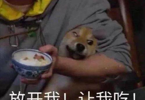 羊如何吃瓜,田园牧歌中的趣味瞬间