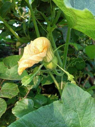 吃瓜群众的花,揭秘吃瓜群众背后的花式娱乐生活