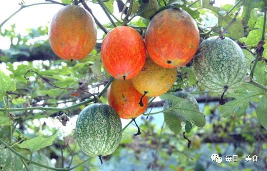 靠吃瓜致富,揭秘靠吃瓜致富的神奇之路