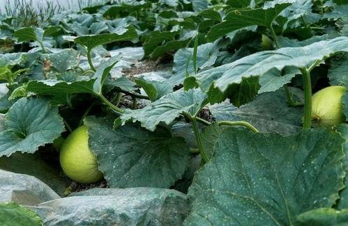 南昌地产圈吃瓜