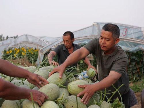 西大村吃瓜,一场别开生面的夏日狂欢