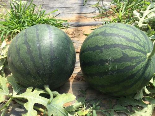 槐泗吃瓜,夏日吃瓜盛宴，邻里共享欢乐时光